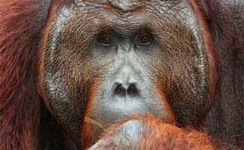 Orangutan in Kalimantan,Indonesia