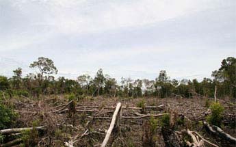 Rainforest devastation caused by illegal logging